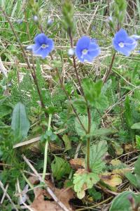 <i>Veronica chamaedrys</i>