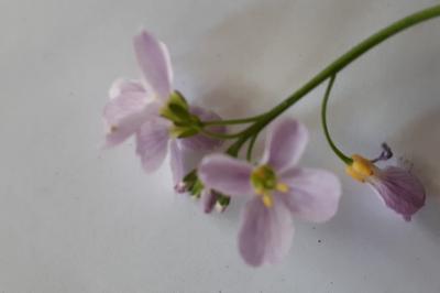 <i>Cardamine pratensis</i>