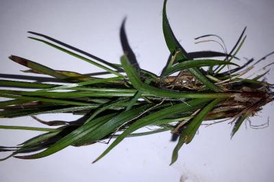 <i>Luzula pilosa</i>