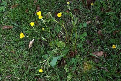 <i>Ranunculus bulbosus</i>