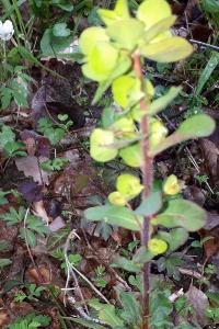 <i>Euphorbia amygdaloides</i>