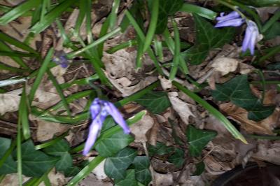 <i>Hyacinthoides non-scripta</i>