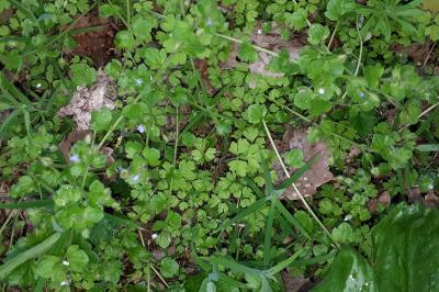 <i>Veronica hederifolia</i>