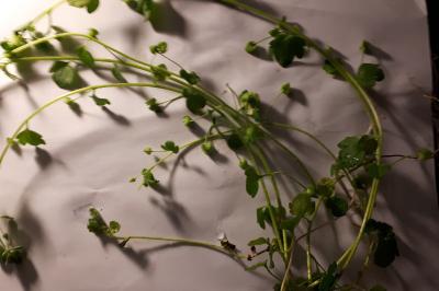 <i>Veronica hederifolia</i>