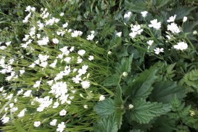 <i>Rabelera holostea</i>