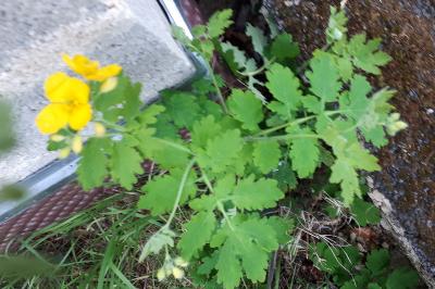 <i>Chelidonium majus</i>