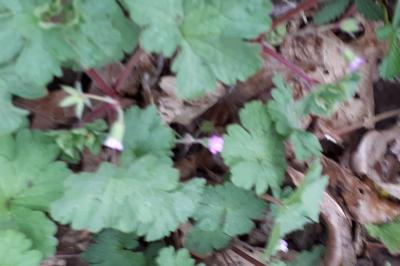 <i>Geranium rotundifolium</i>