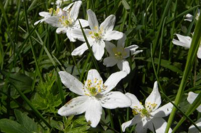 <i>Anemone nemorosa</i>