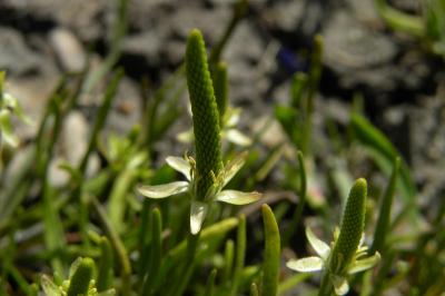 <i>Myosurus minimus</i>