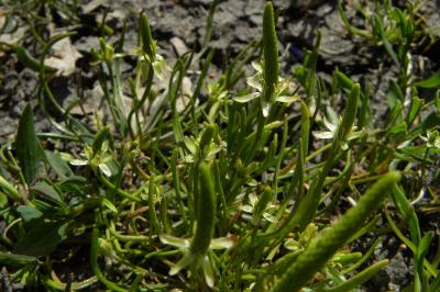 <i>Myosurus minimus</i>