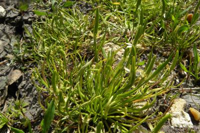 <i>Myosurus minimus</i>