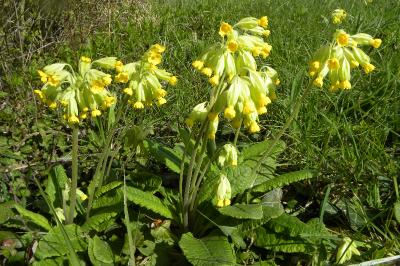<i>Primula veris</i>