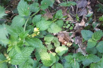 <i>Lamium galeobdolon</i>