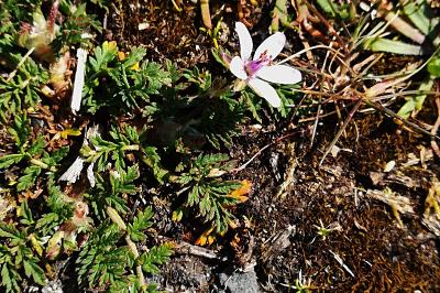 <i>Erodium cicutarium</i>