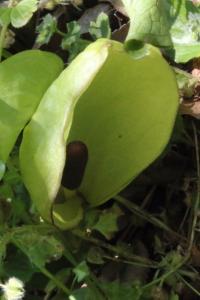 <i>Arum maculatum</i>