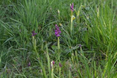 <i>Orchis mascula</i>