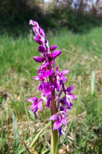 <i>Orchis mascula</i>