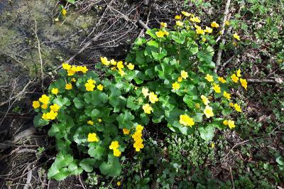 <i>Caltha palustris</i>