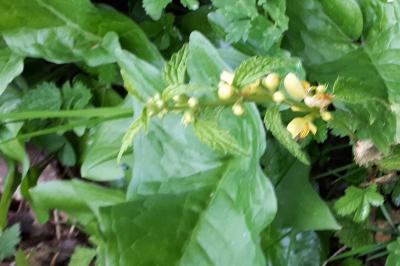 <i>Lamium galeobdolon</i>