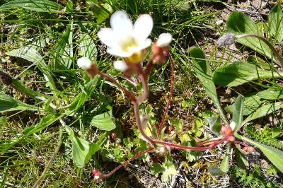 <i>Saxifraga granulata</i>