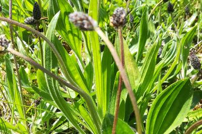 <i>Plantago lanceolata</i>