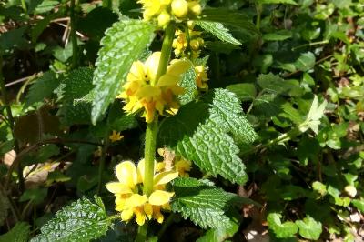 <i>Lamium galeobdolon</i>