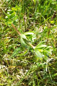 <i>Galium mollugo</i>