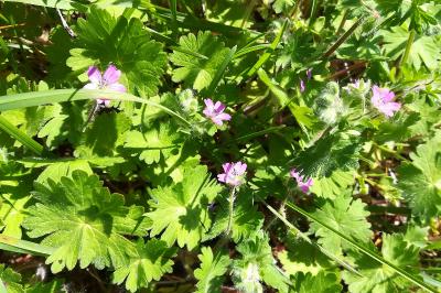 <i>Geranium molle</i>