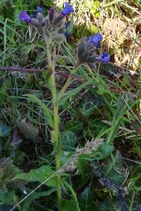 <i>Pulmonaria longifolia</i>