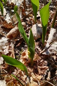 <i>Convallaria majalis</i>