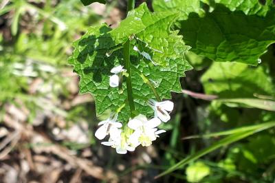 <i>Alliaria petiolata</i>