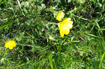 <i>Ranunculus bulbosus</i>