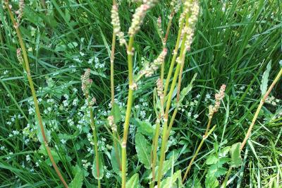 <i>Rumex acetosa</i>