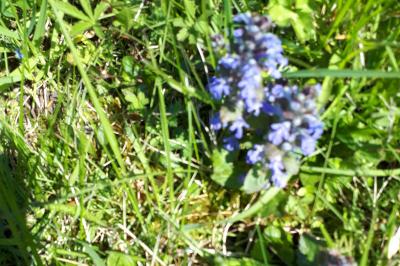 <i>Ajuga reptans</i>