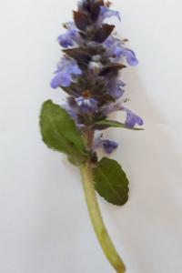<i>Ajuga reptans</i>