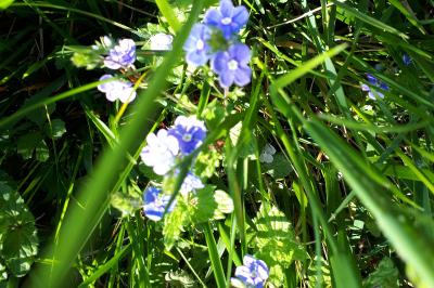 <i>Veronica chamaedrys</i>