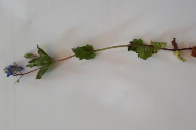 <i>Veronica chamaedrys</i>
