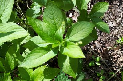 <i>Mercurialis perennis</i>