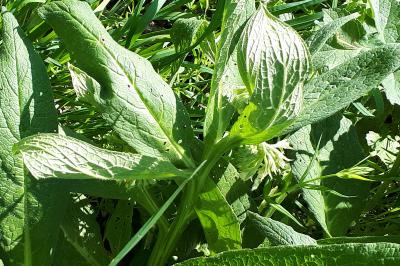 <i>Symphytum officinale</i>