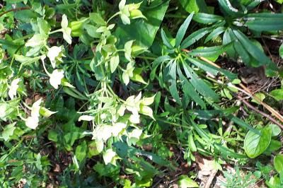 <i>Helleborus foetidus</i>