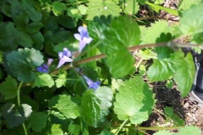 <i>Glechoma hederacea</i>