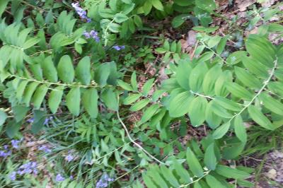<i>Polygonatum multiflorum</i>