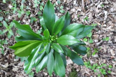 <i>Daphne laureola</i>