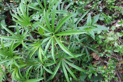 <i>Helleborus foetidus</i>