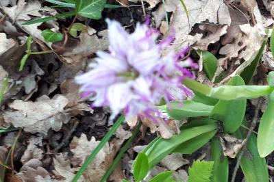 <i>Orchis simia</i>
