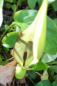 <i>Arum maculatum</i>