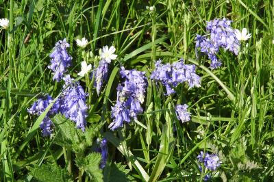 <i>Hyacinthoides non-scripta</i>