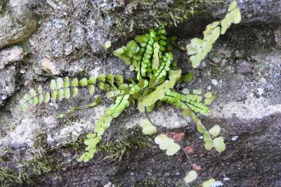 <i>Asplenium trichomanes</i>