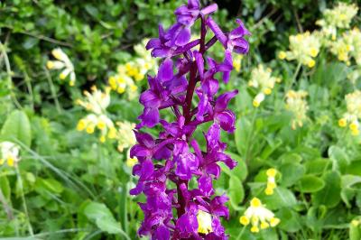 <i>Orchis mascula</i>