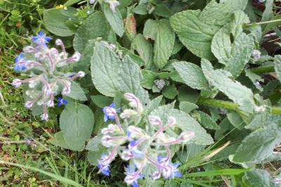 <i>Borago officinalis</i>